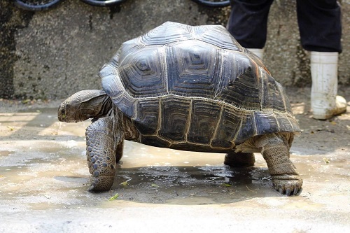 523世界烏龜日 「龜」宿壽山動物園 「龜」密日常大公開　守護龜龜就是要「龜剛欸」1